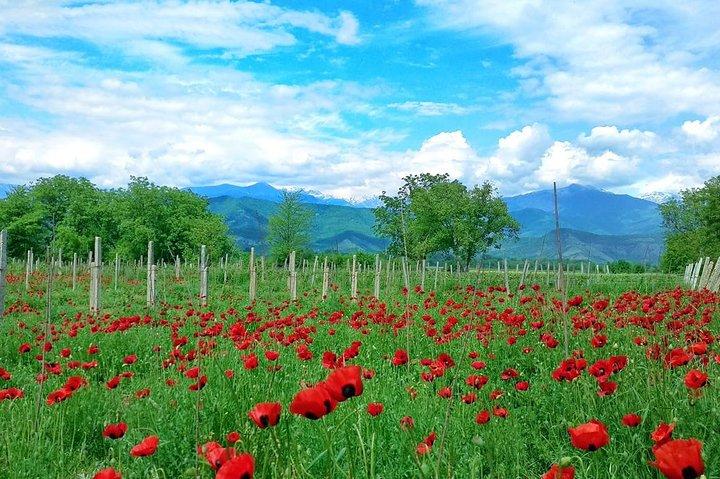 Private Tour in der Weinregion Kachetien
