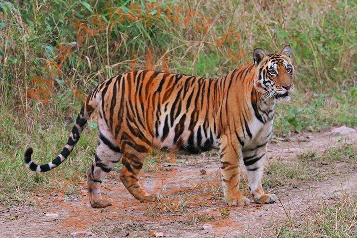8 dages privat Golden Triangle Tour med Ranthambore Tiger Safari