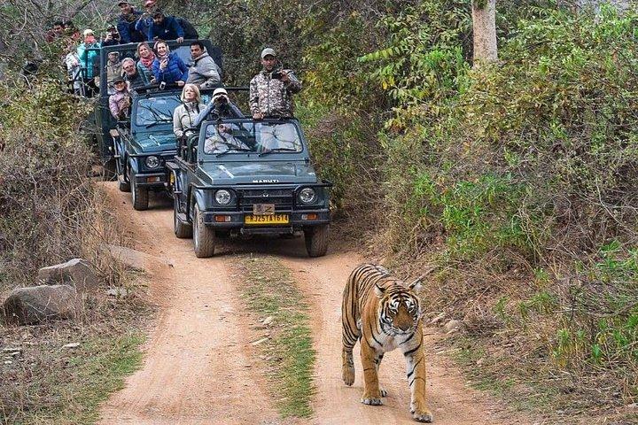 8 dages privat Golden Triangle Tour med Ranthambore Tiger Safari