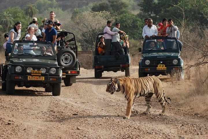5 dagars gyllene triangeltur med Leopard Safari Taj Mahal Sunrise