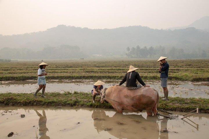 Luang Prabang: Kuang Si vattenfall och risfarmstur