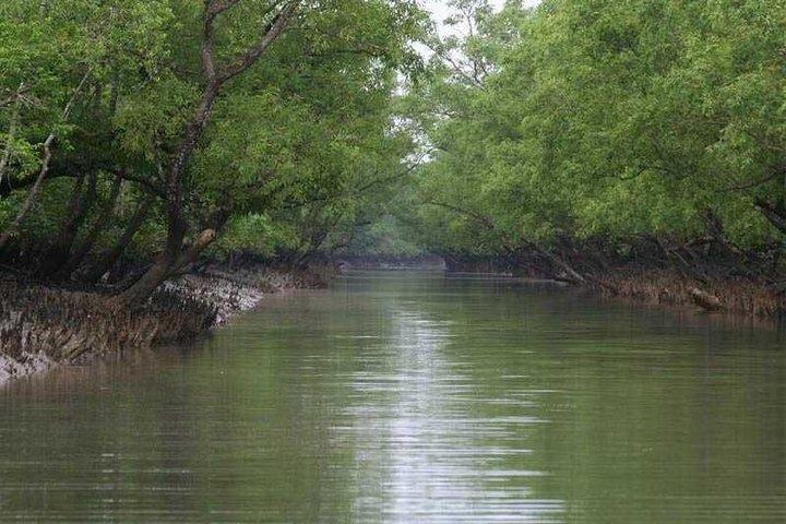 Floresta de mangue de Calcutá e Sunderban