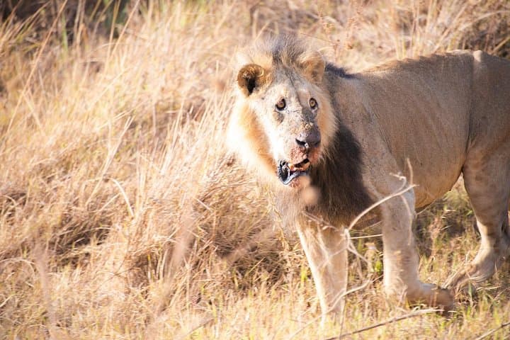 Nairobi National Park Morning Or Afternoon Game Drive