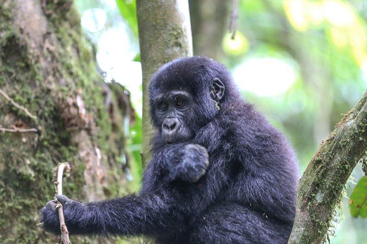 3-dages Rwanda Gorilla Safari