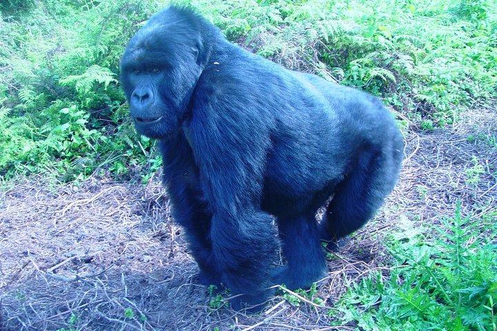Caminhada de 4 dias para animais selvagens e gorilas em Bwindi Uganda