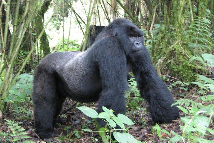 1 dages Gorilla-vandring