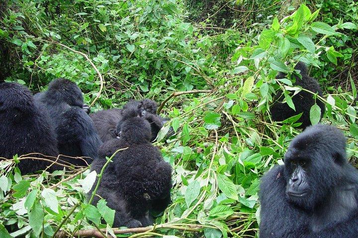 3 dagar Gorilla vandring från Kampala