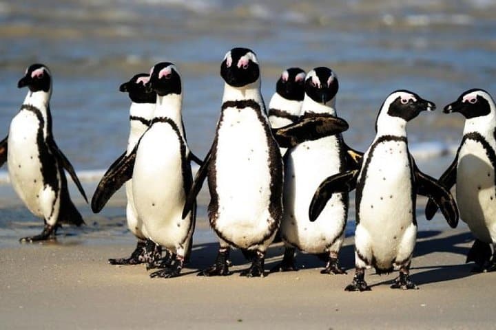 Cape Of Good Hope and Penguins viewing Private Tour