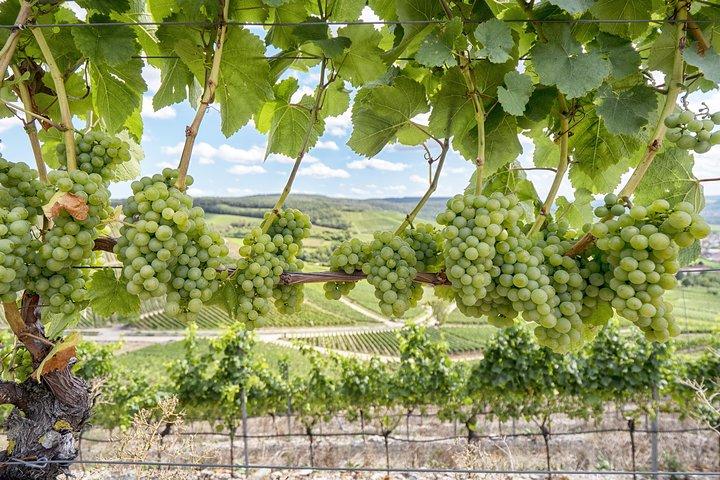 Amador County Wine Tasting Tours Visites privées de vins