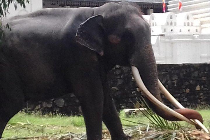 Sri Lanka 5-dagars Privet Tour