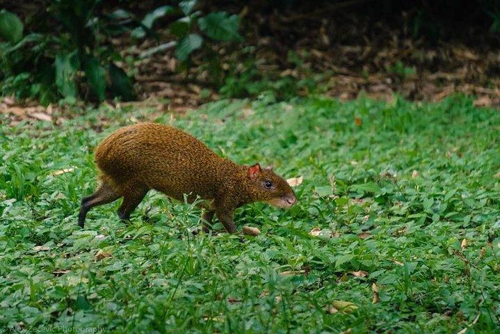 Atitlan Hiking and Birding - Dagtocht vanuit Antigua