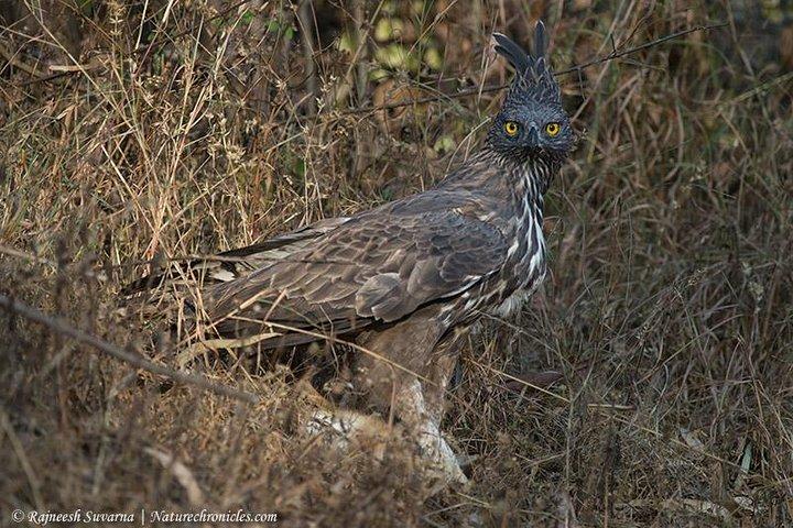 Birding & Bird Photography-tur i Bangalore