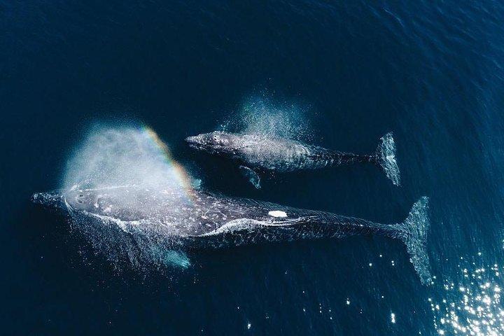 Whale Watching Experience i Mirissa