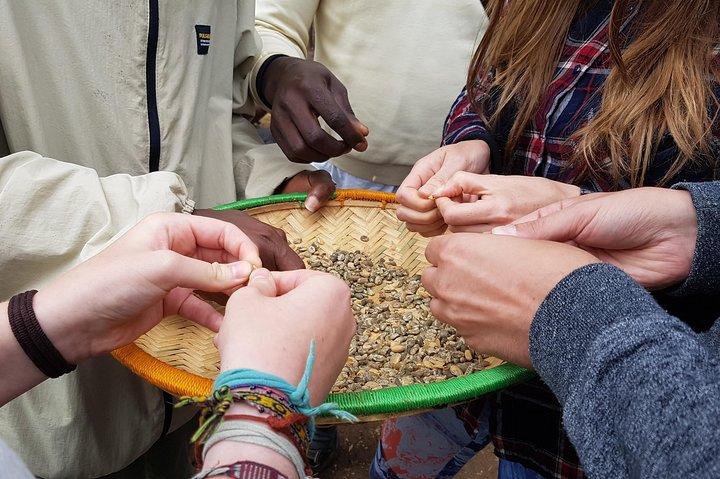 Materuni vandfald og kaffe tur, Tanzania
