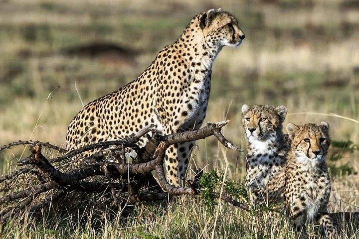 5 días Kenya Lodge Safari Aberdare, lago Nakuru y Masai Mara