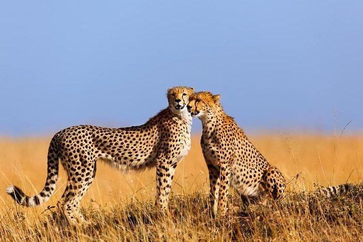 5 días Kenya Lodge Safari Aberdare, lago Nakuru y Masai Mara