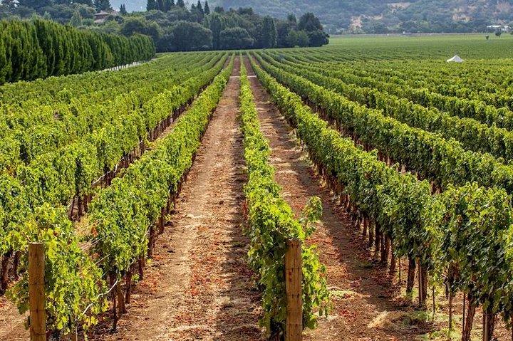 Weintour und Alpakafarm in Shamakhy