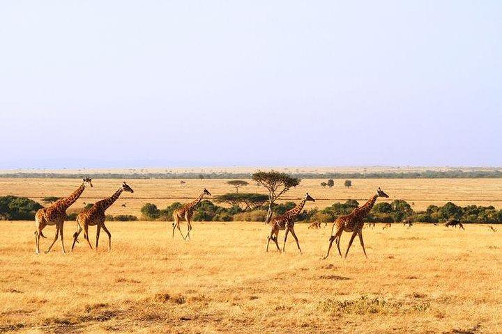 6 dage Mount Kenya, Aberdare, Bogoria-søen, Baringo, Lake Nakuru, Masai Mara