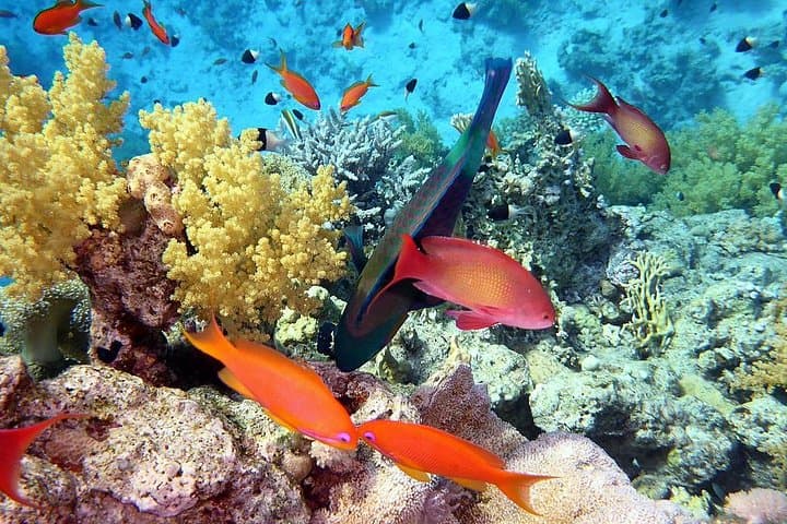 Day tour to Red sea ain EL Sokhna from Cairo