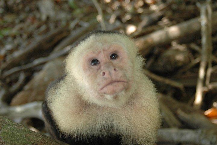 Visite guidée du parc national Manuel Antonio