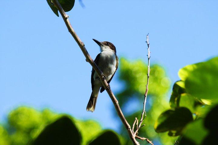 Bird Feeding Sanctuary, Montego Bay Highlights e Columbus Park Day Adventure