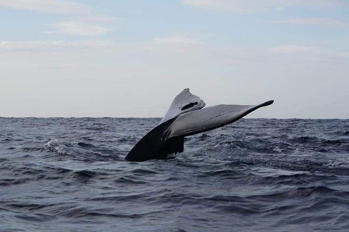 Whale & Dolphin Watching Tour in Trincomalee | Scenic Boat Ride