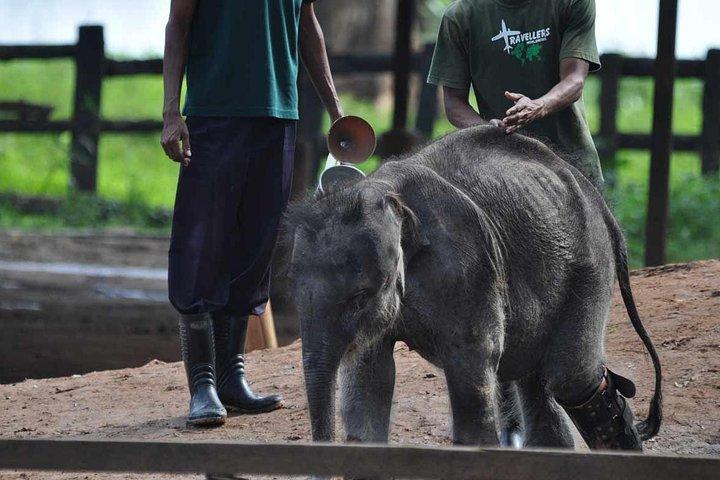 Udawalawe Safari & Elephant Transit Home from Hambantota Port
