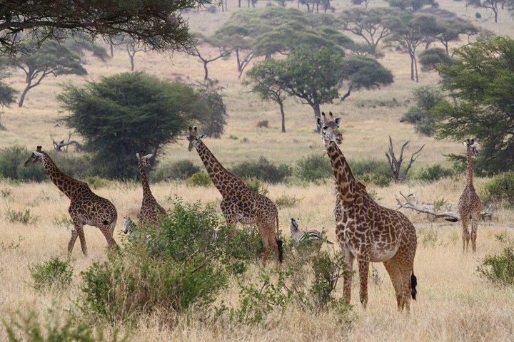 Prisbillig kort Tanzania Safari (2-dages camping safari)