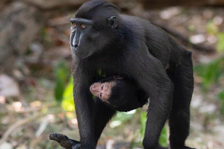 Sulawesi Tangkoko National Park Private Führung