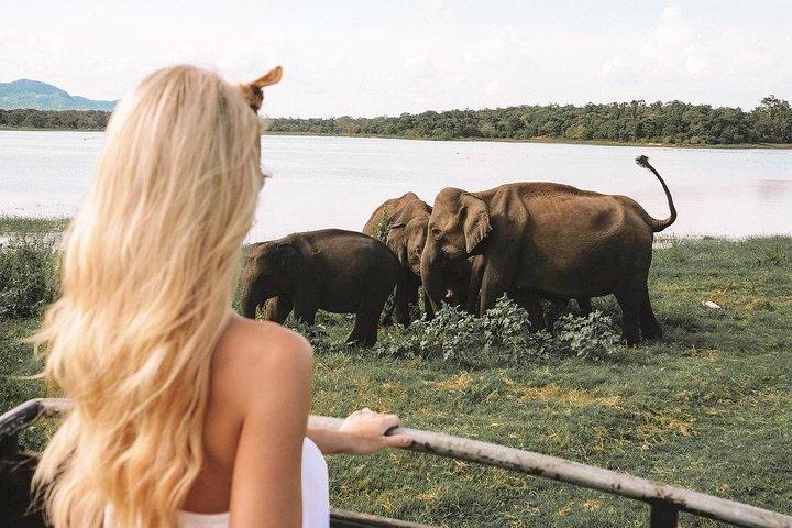 3 dages tur til Sigiriya & Kandy med Kingfisher Tours Sri Lanka