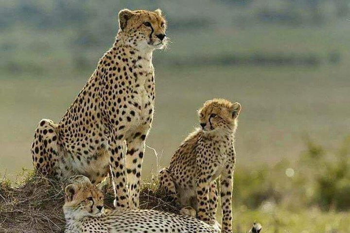 Experiência de 2 dias no The Wild Tsavo Experience