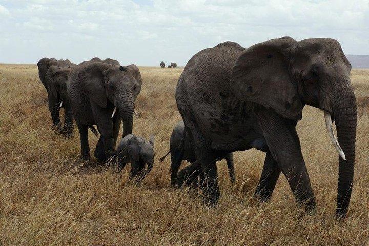 5 dagars Kenya Wildlife Safari Holiday