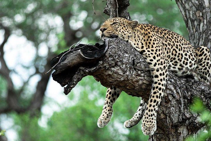 5 días Kenya Lodge Safari Aberdare, lago Nakuru y Masai Mara