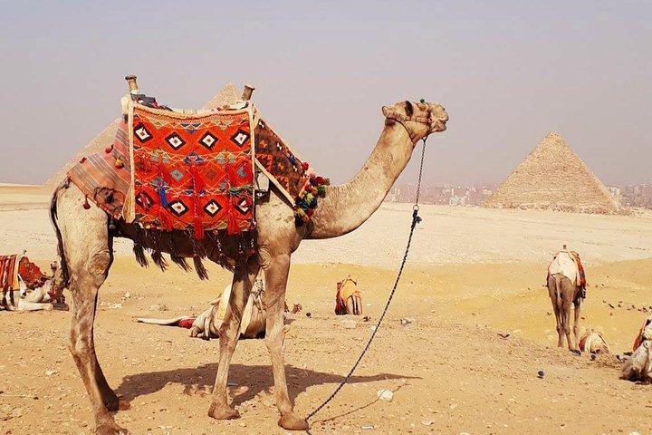 Kameltur rundt i Giza-pyramiderne under solopgang eller solnedgang