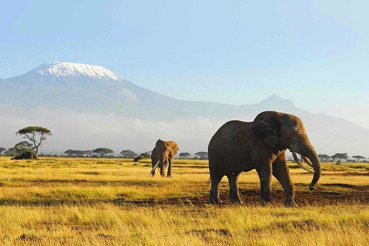 9デイズケニアサファリマサイマラ、ナクル湖、ナイバシャ湖、アンボセリ、ツァボ