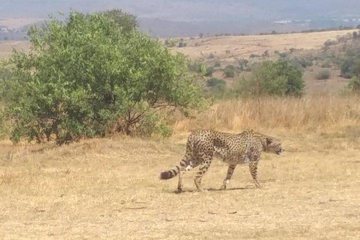 Pilanesberg und Sun City Tour