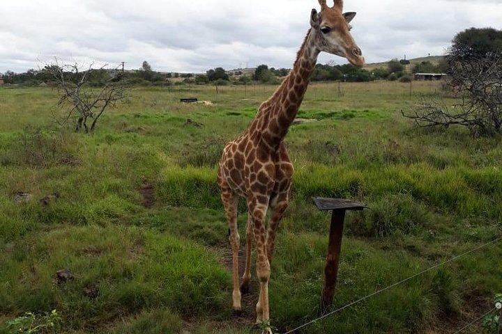 Pilanesberg und Sun City Tour