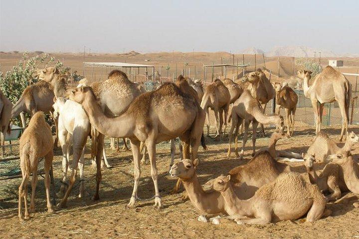 Visite d'une ferme de chameaux - Dubaï EAU