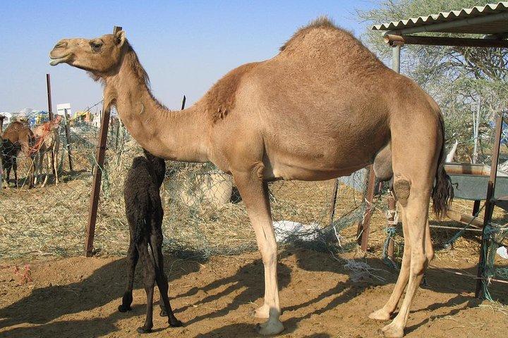 Visite d'une ferme de chameaux - Dubaï EAU