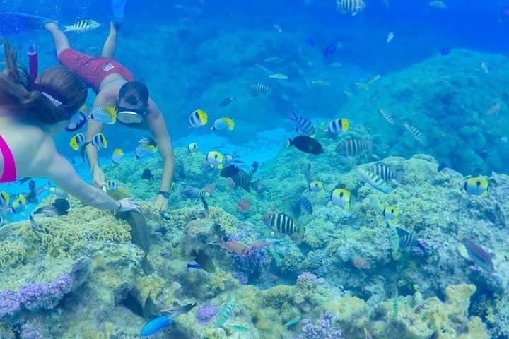 Un'intera giornata in crociera presso la Laguna di Bora Bora che include lo snorkeling con gli squali e le razze