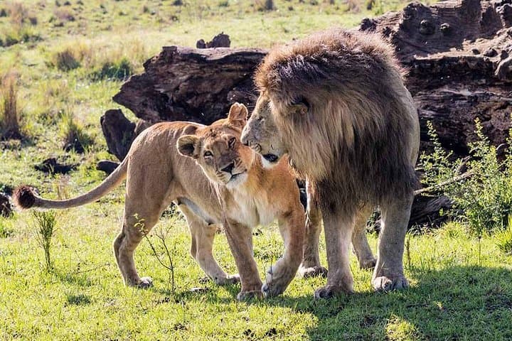 4 Days Wildlife Lodge Safari Tour in Kenya