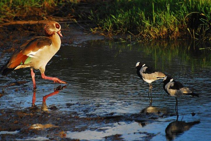 Tour di un giorno al Game Drive Amboseli National Park