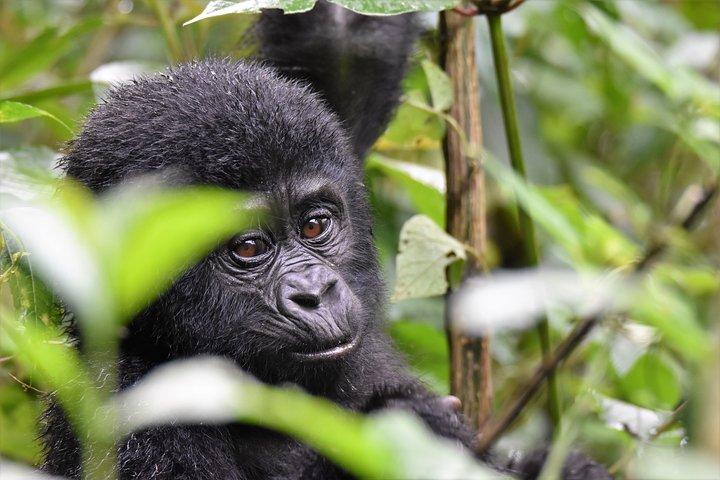 1 dag Mountain Gorilla Trekking Safari Uganda