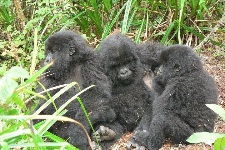 1 dag Mountain Gorilla Trekking Safari Uganda
