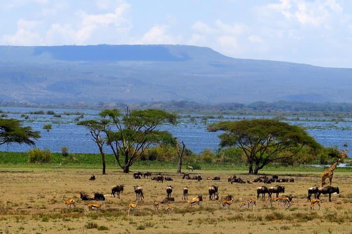 Nairobi Day Trip To Crescent Island Game Park - Lake Naivasha