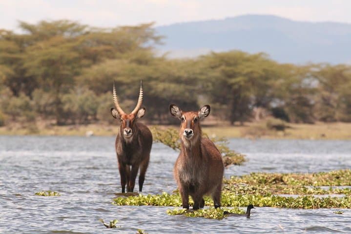 Nairobi Day Trip To Crescent Island Game Park - Lake Naivasha