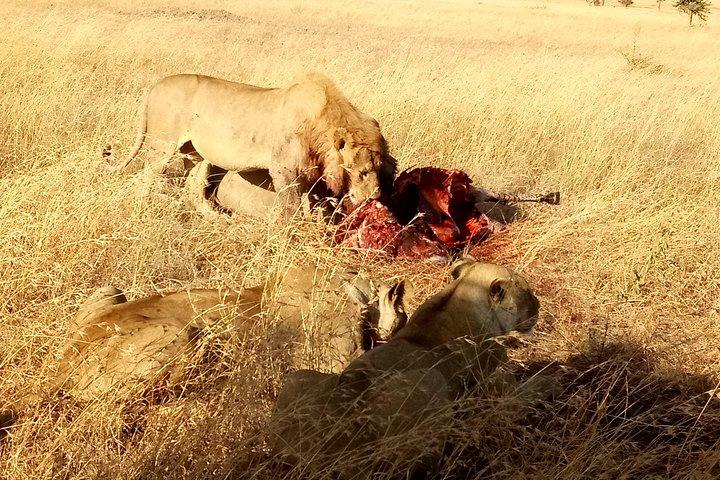Serengeti Day Trip Safari Von Mwanza Tansania
