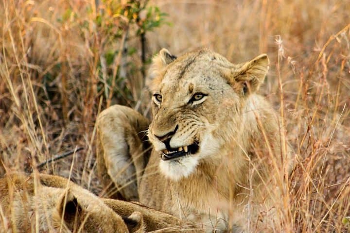 Kruger National Park Full-Day Safari from Hazyview