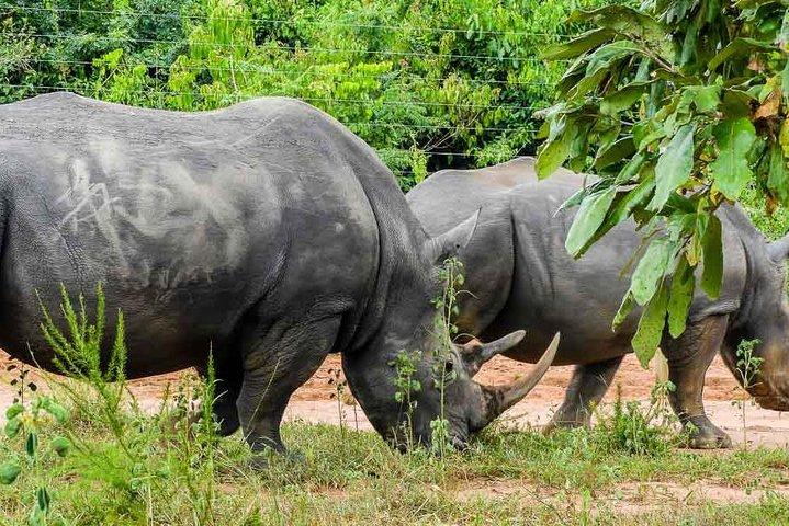 1 dages ziwa Rhino-helligdom
