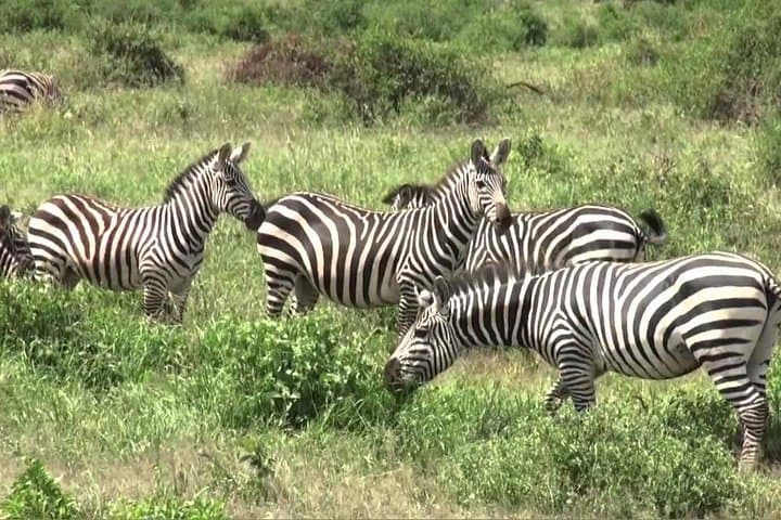 1 Day trip to Hells Gate and Lake Naivasha From Nairobi"
